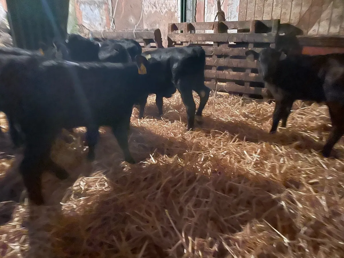 Heifer calves - Image 1