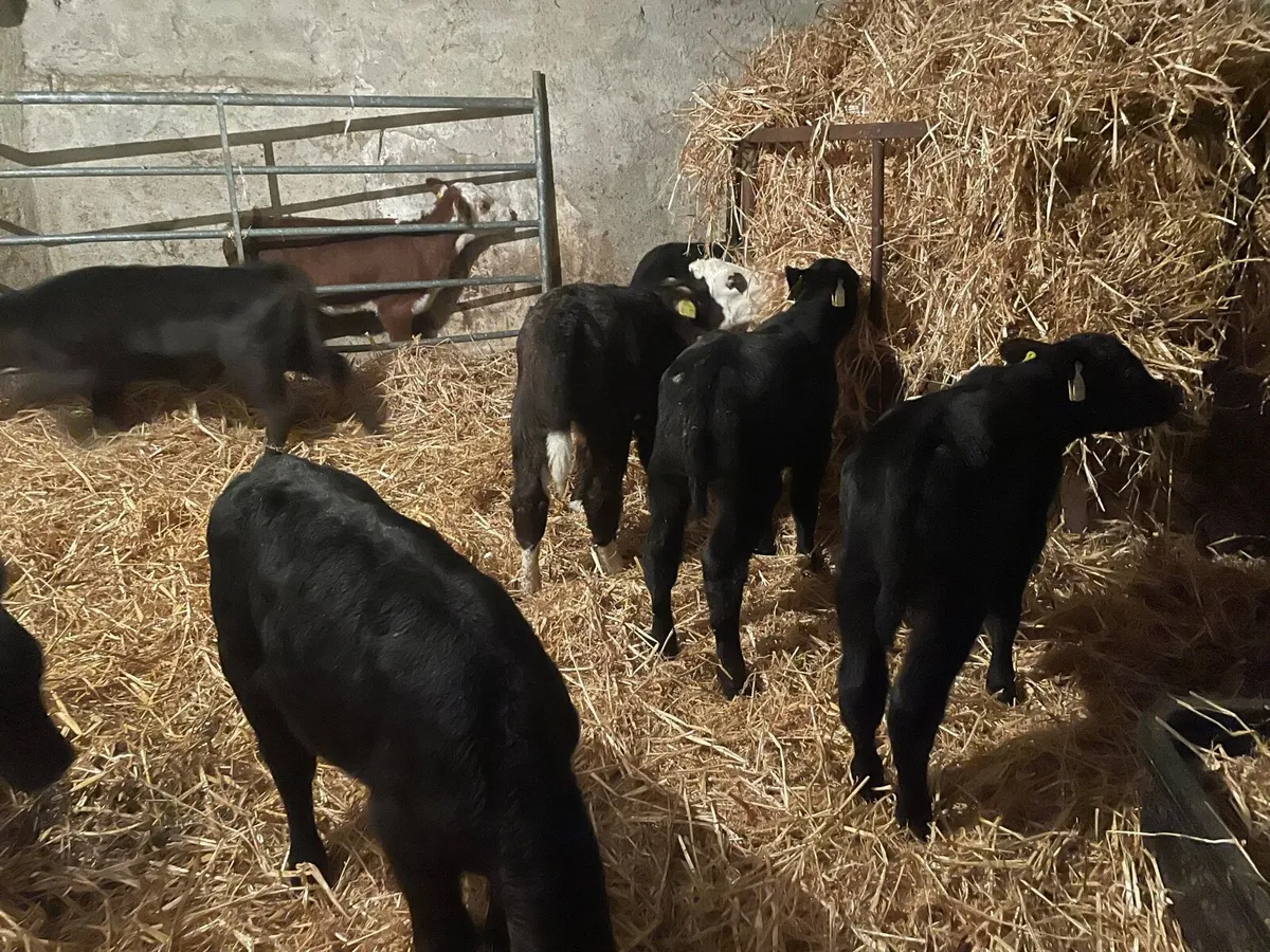 Heifer calves - Image 3