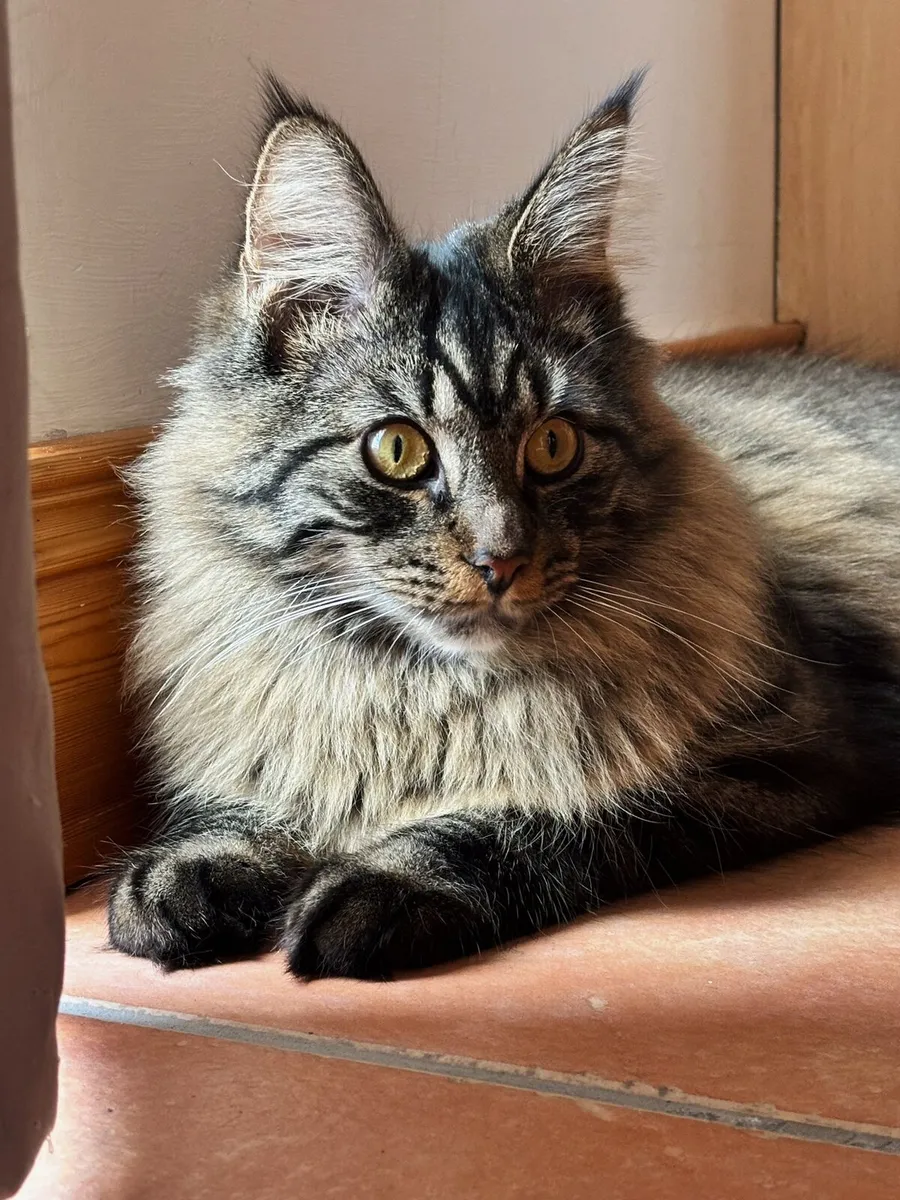 Maine Coon Cat - Image 1