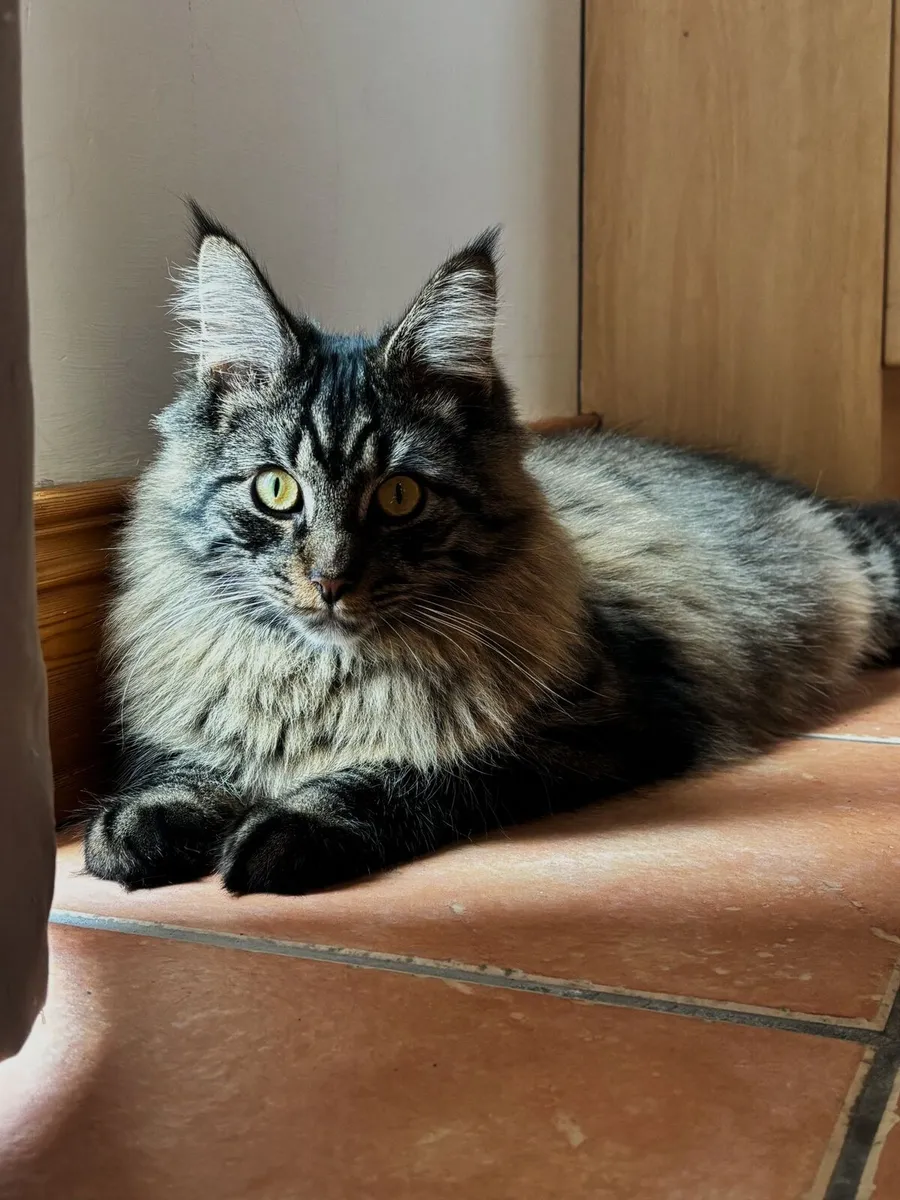Maine Coon Cat - Image 2