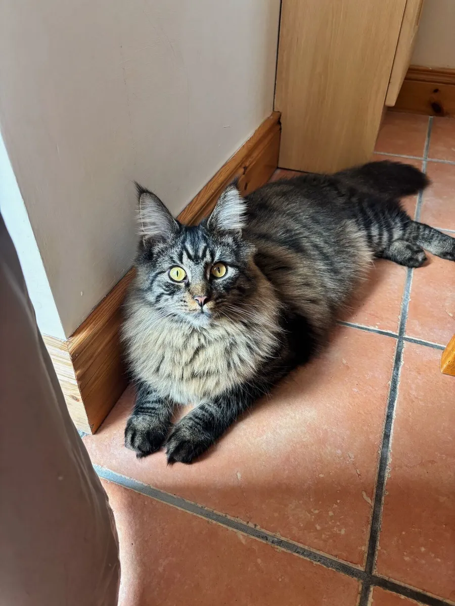Maine Coon Cat - Image 3
