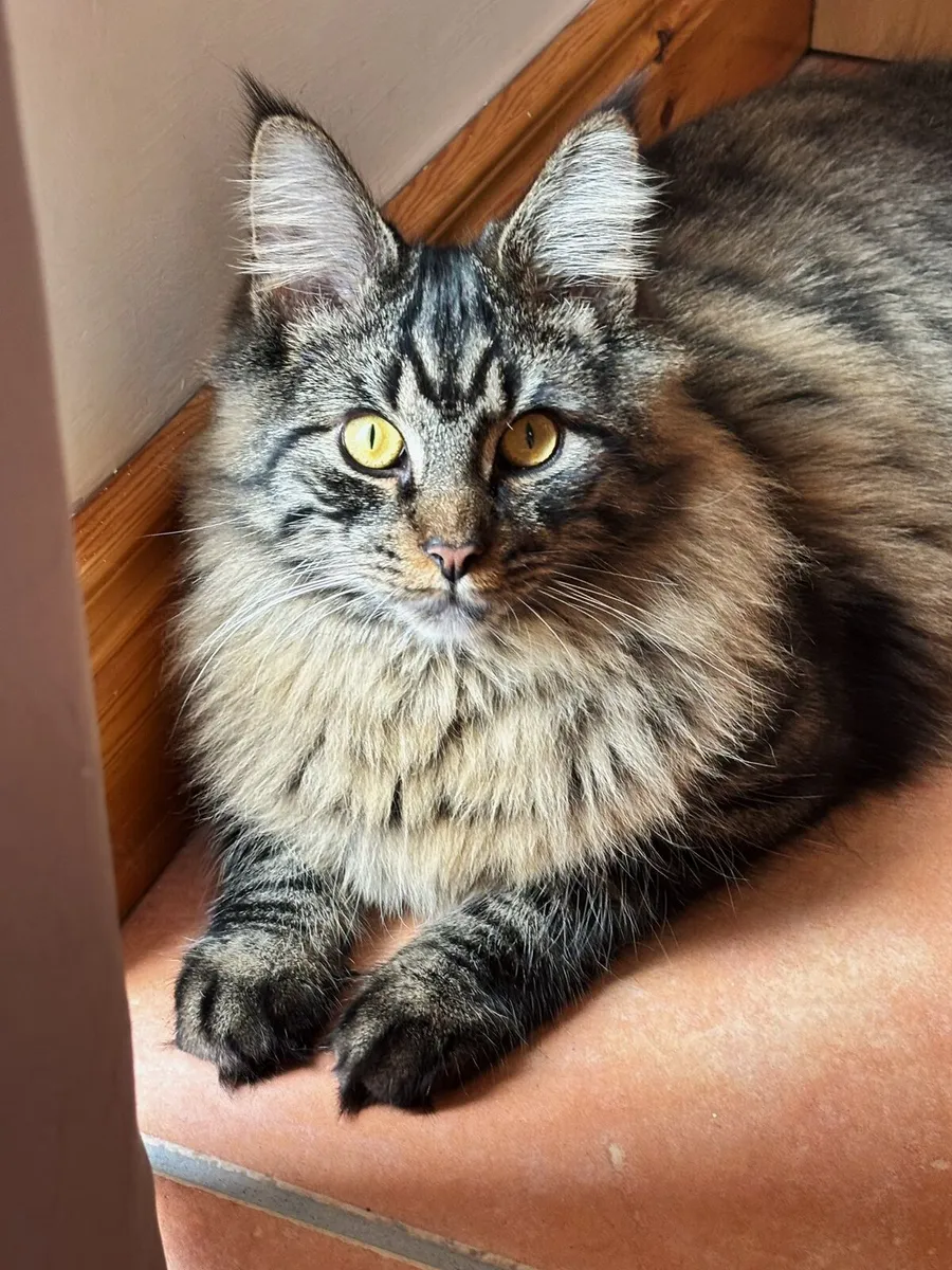 Maine Coon Cat - Image 4