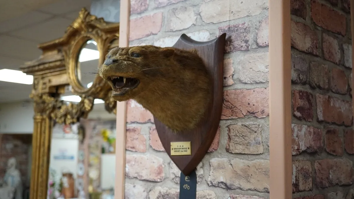 Antique Otter Taxidermy - Image 2