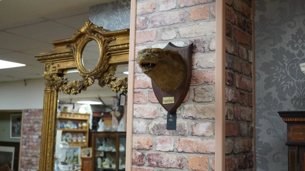 Antique Otter Taxidermy - Image 1