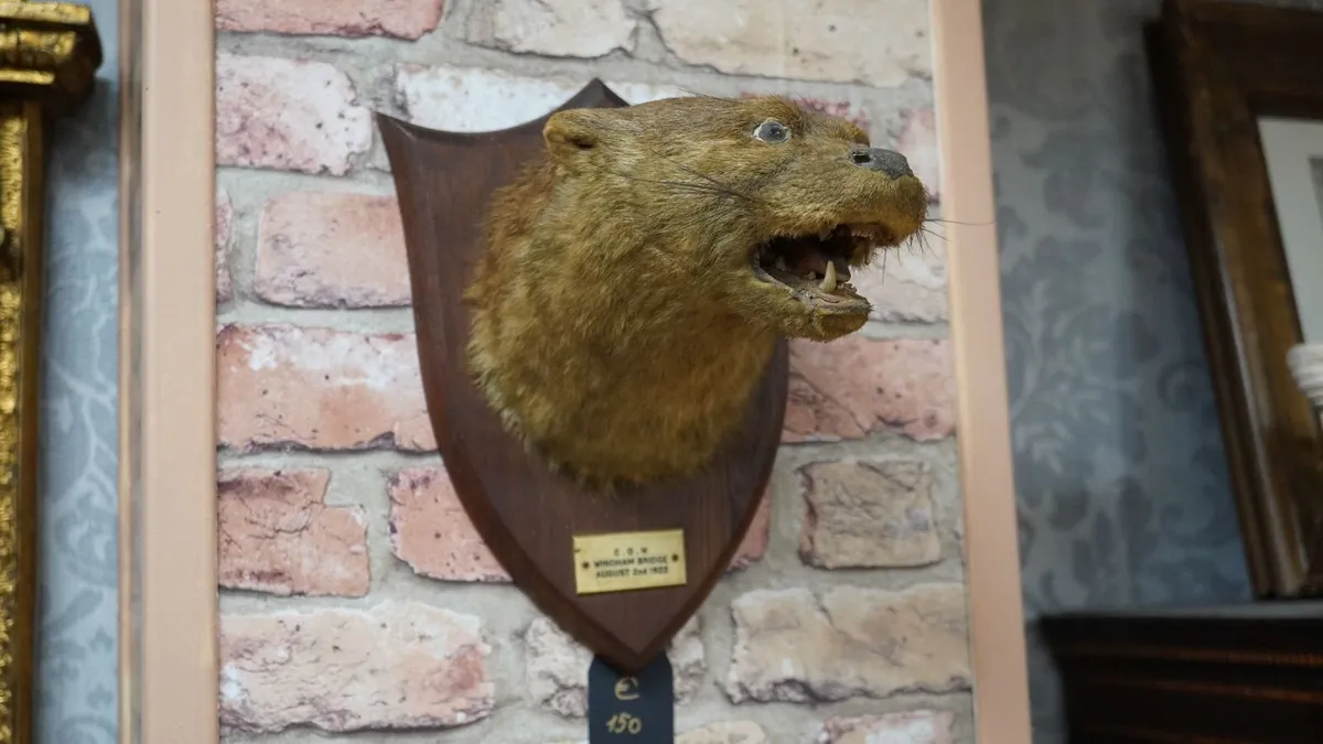 Antique Otter Taxidermy - Image 3