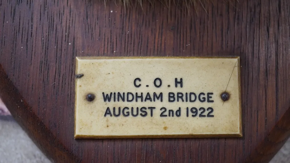 Antique Otter Taxidermy - Image 4