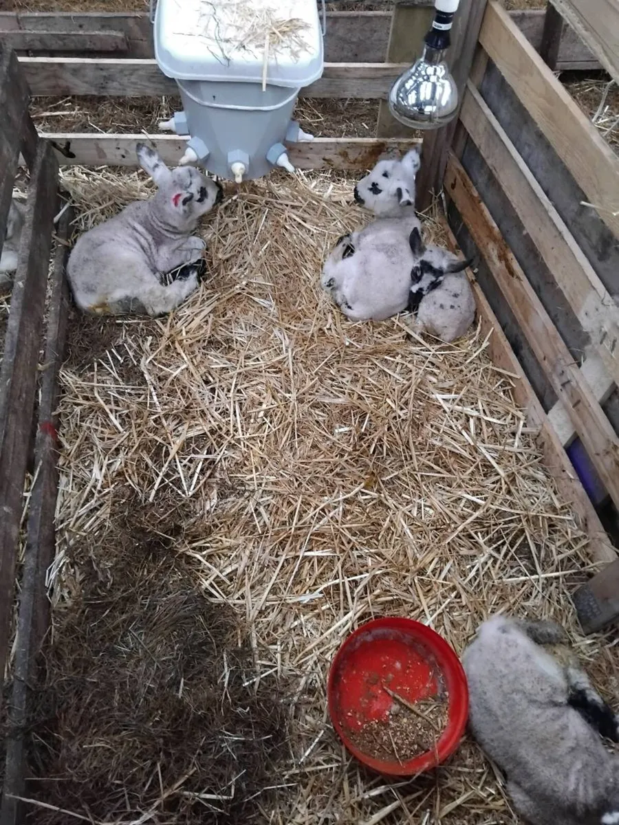 Pet lambs - Image 2