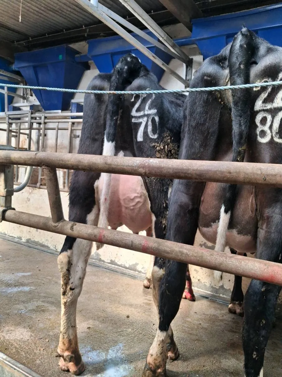 Pedigree  Calved  Heifers - Image 1