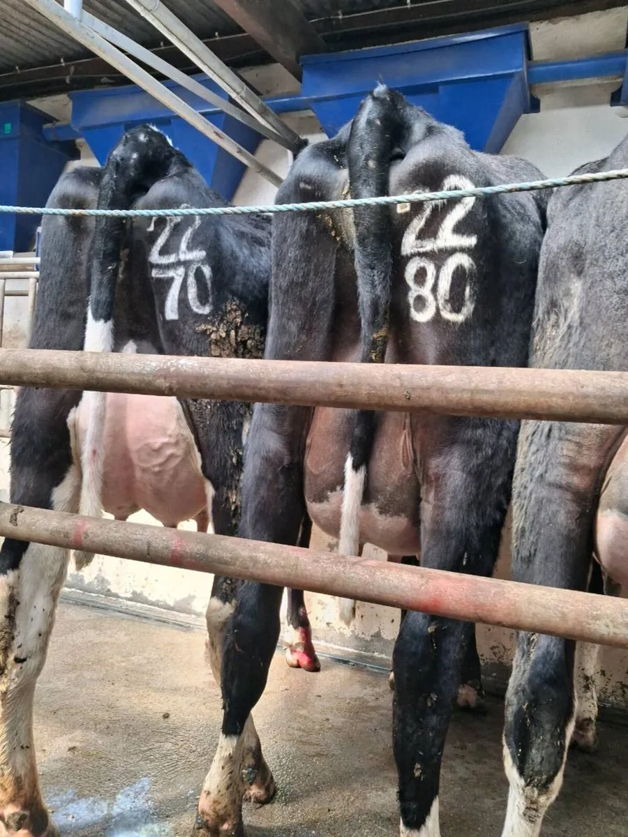 Pedigree  Calved  Heifers - Image 2