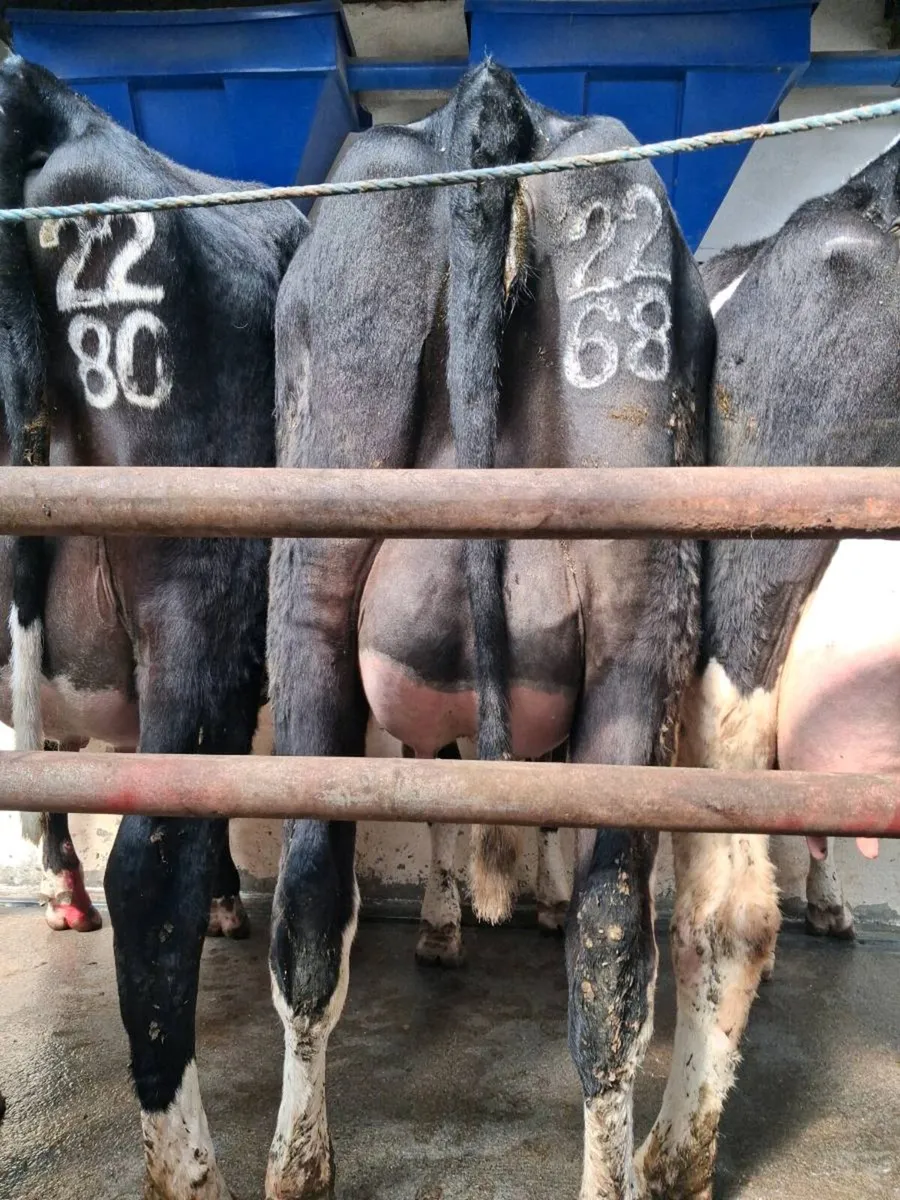 Pedigree  Calved  Heifers - Image 3