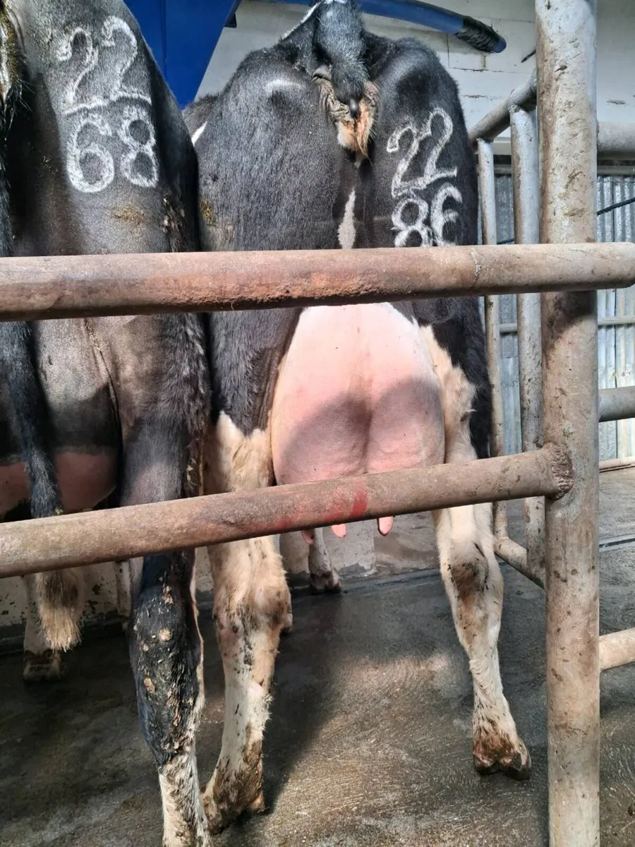 Pedigree  Calved  Heifers - Image 4