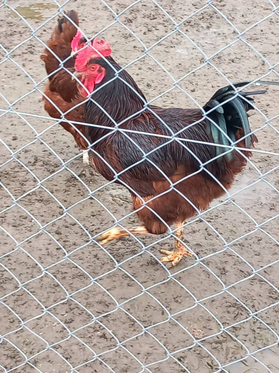 Dayold chicks - Image 3