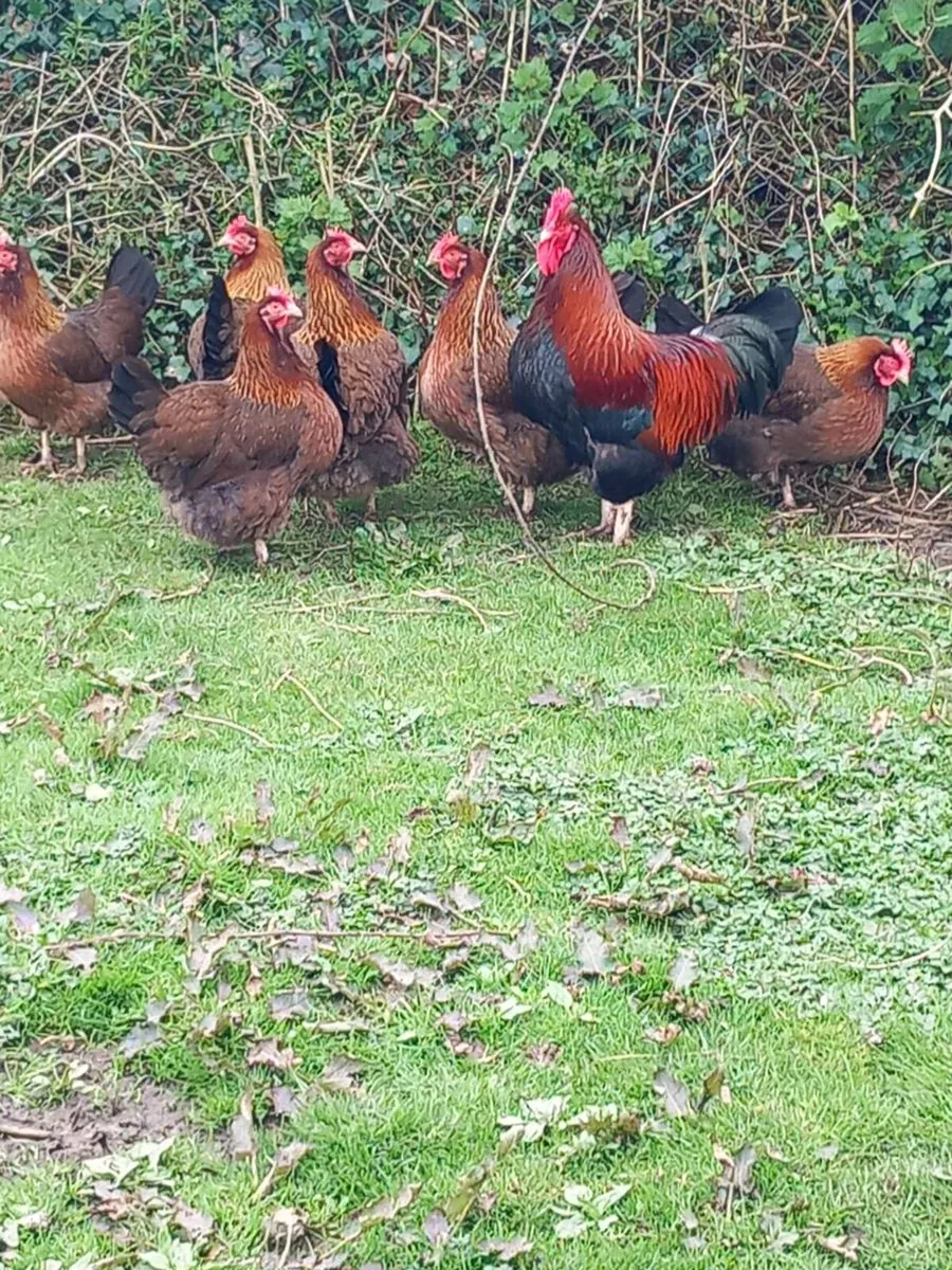 Dayold chicks - Image 2