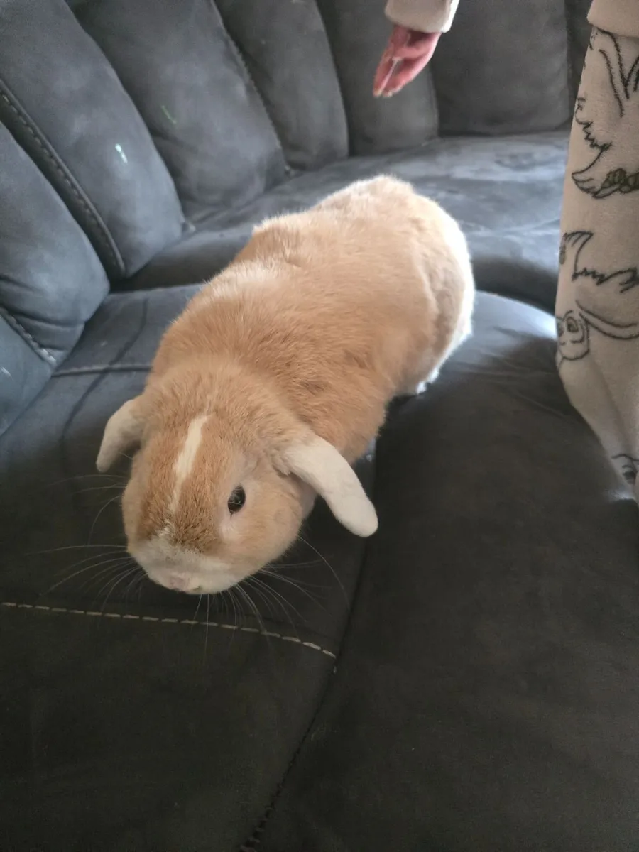 Male flop ear bunny free to good home - Image 2