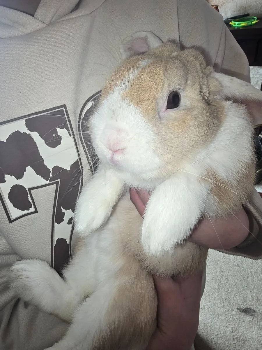 Male flop ear bunny free to good home - Image 1