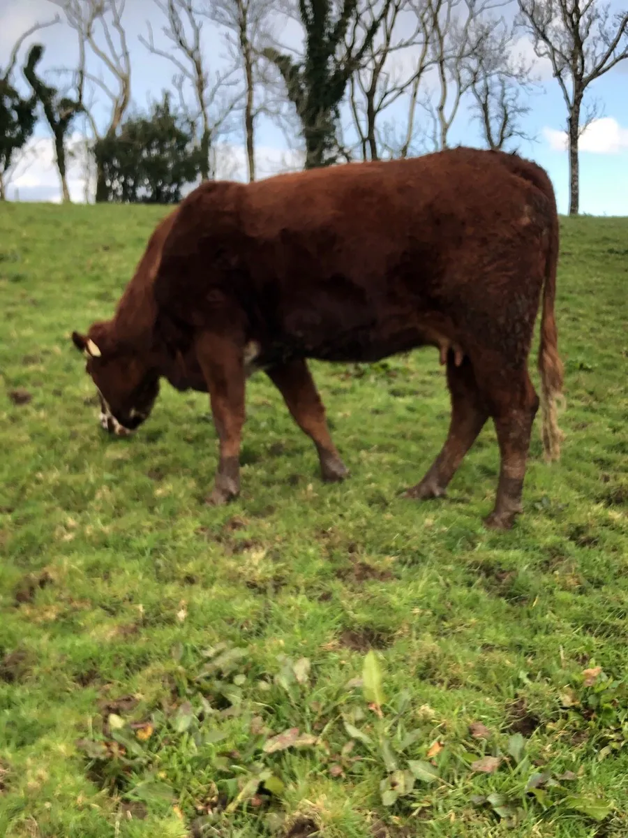1st calved heifer - Image 2