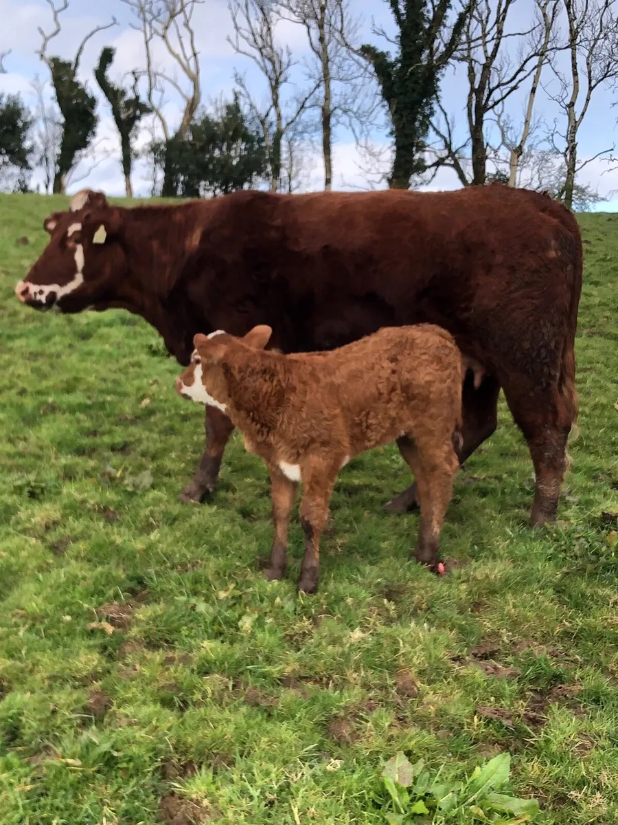 1st calved heifer - Image 3