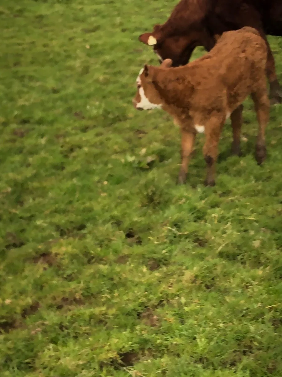 1st calved heifer - Image 4