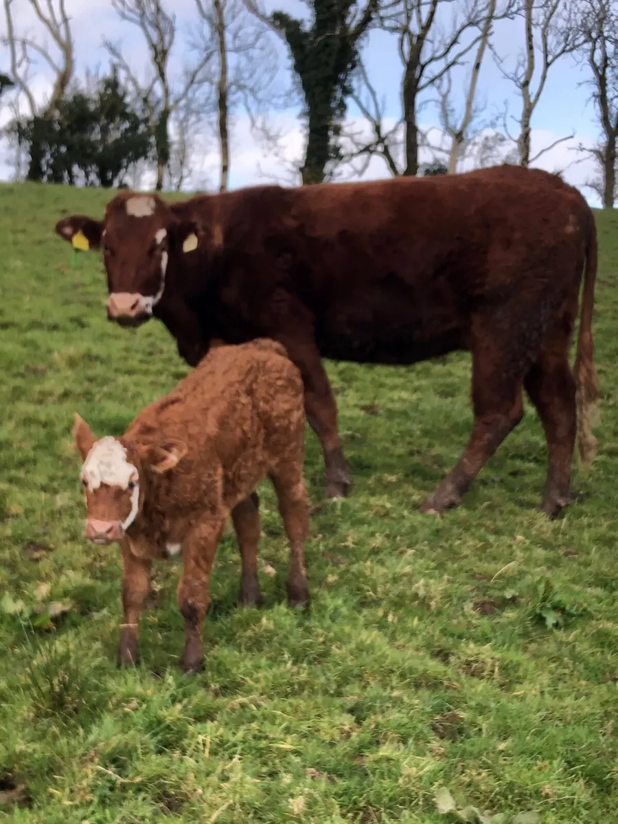 1st calved heifer - Image 1