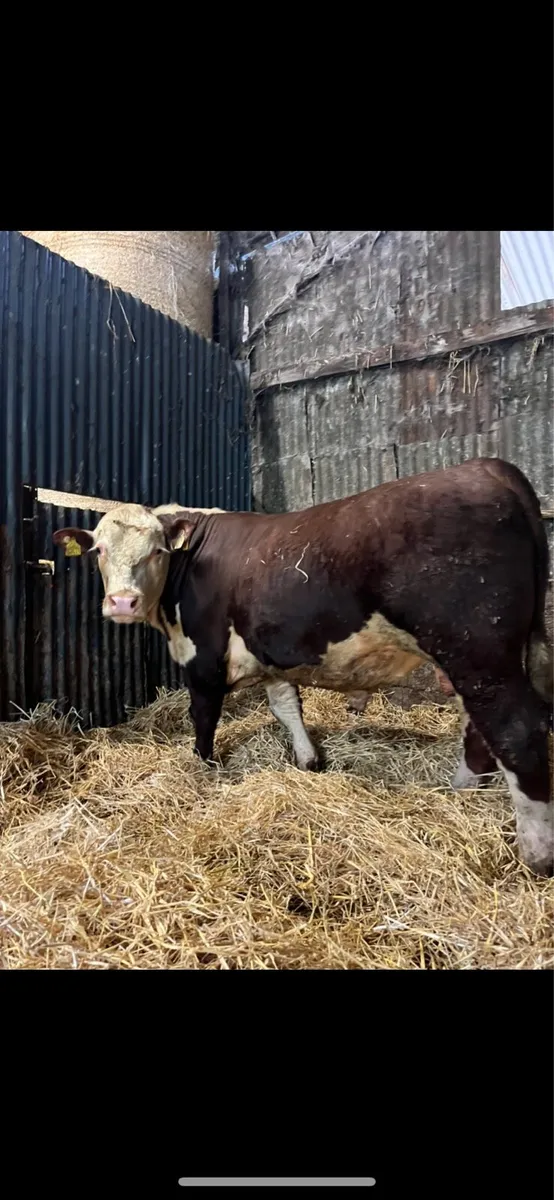 Hereford bulls - Image 2