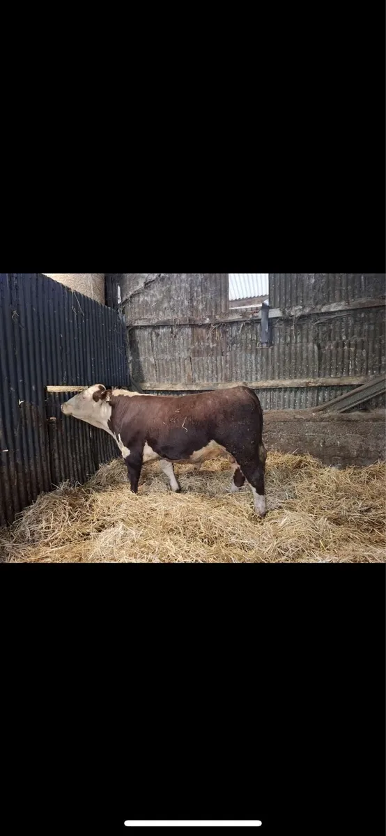 Hereford bulls - Image 3