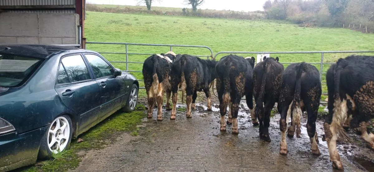 AAX &  white head bullocks - Image 1