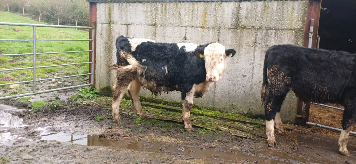 AAX &  white head bullocks - Image 2