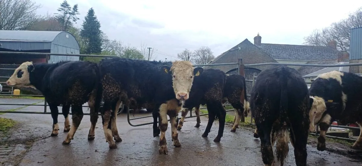 AAX &  white head bullocks - Image 4