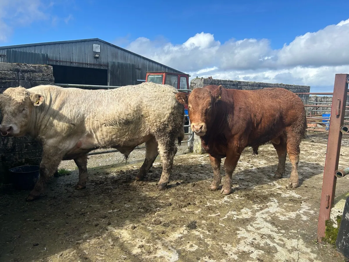 Bull LM & CH - Image 4