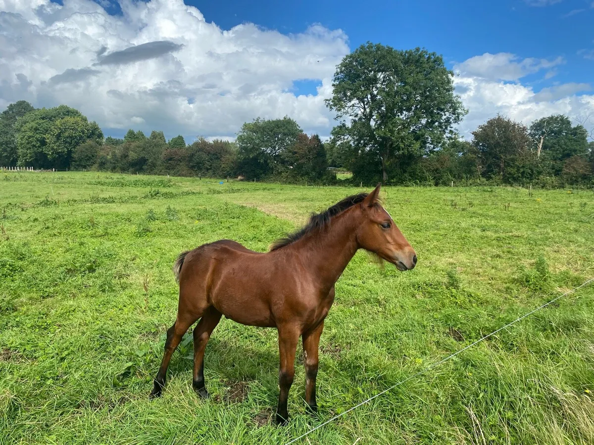 Connemara colt - Image 3