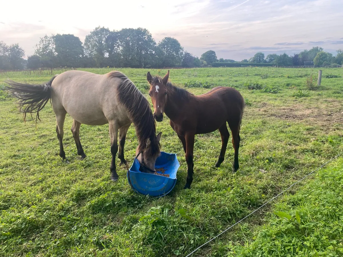 Connemara colt - Image 4