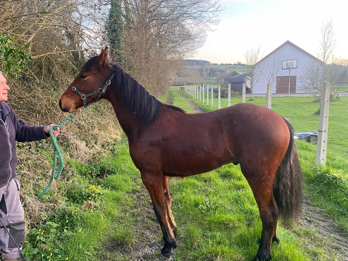 Connemara colt - Image 1