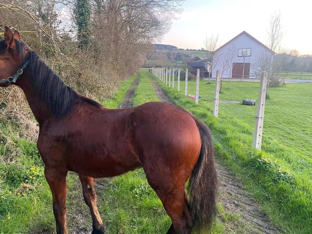 Connemara colt - Image 2