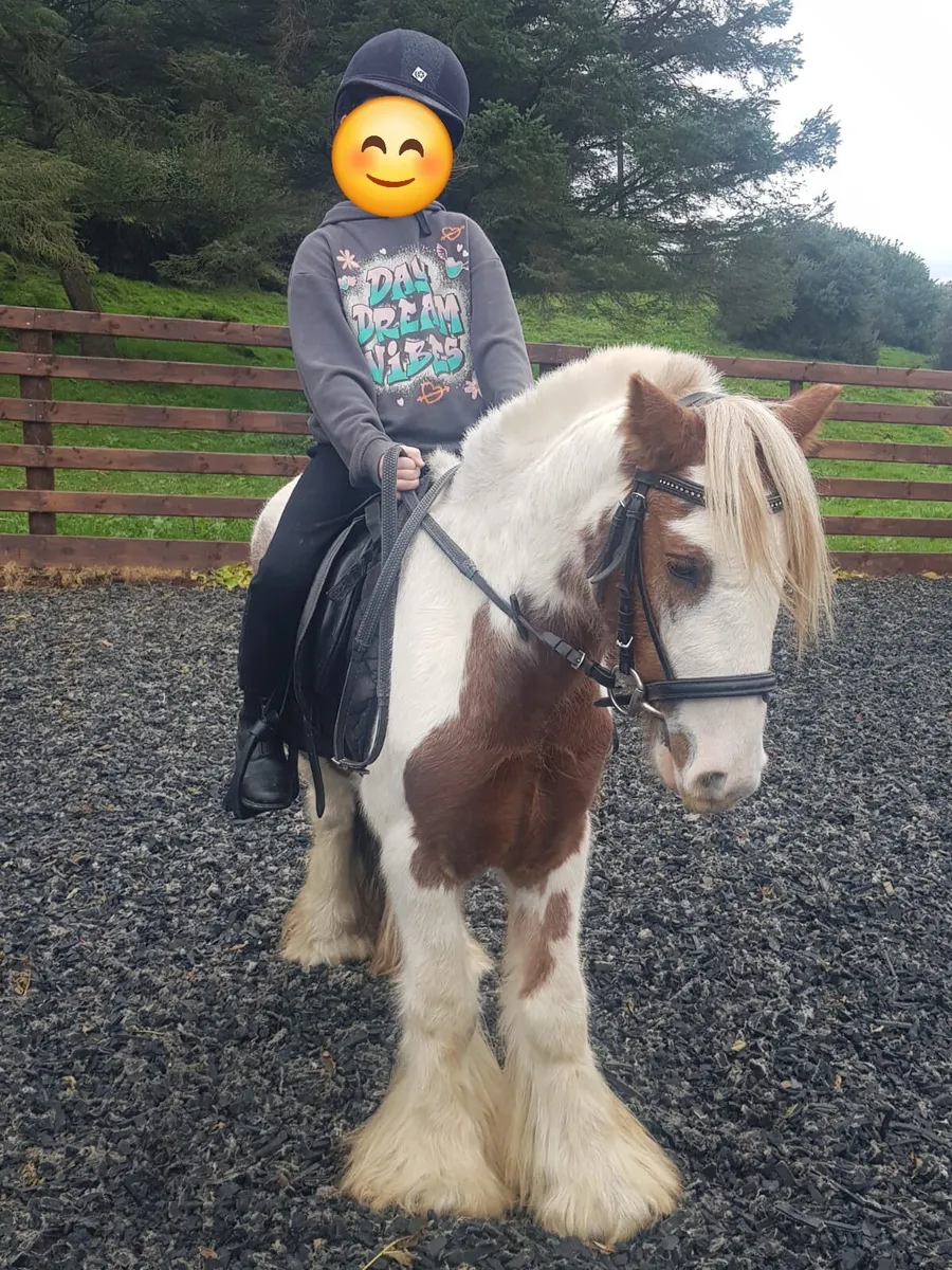 Lovely gelding very quiet - Image 1