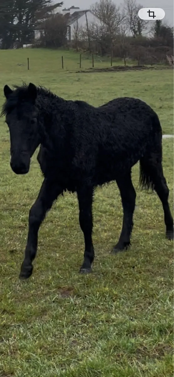 connemara yearling filly - Image 1