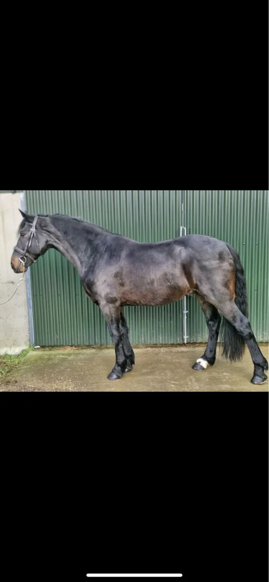 connemara yearling filly - Image 2