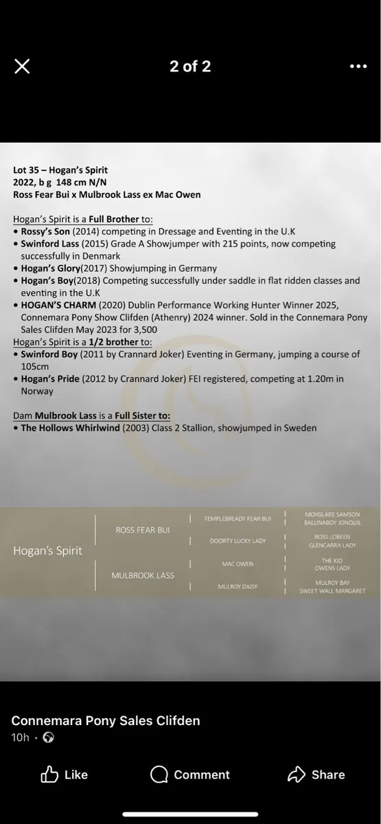 connemara yearling filly - Image 3