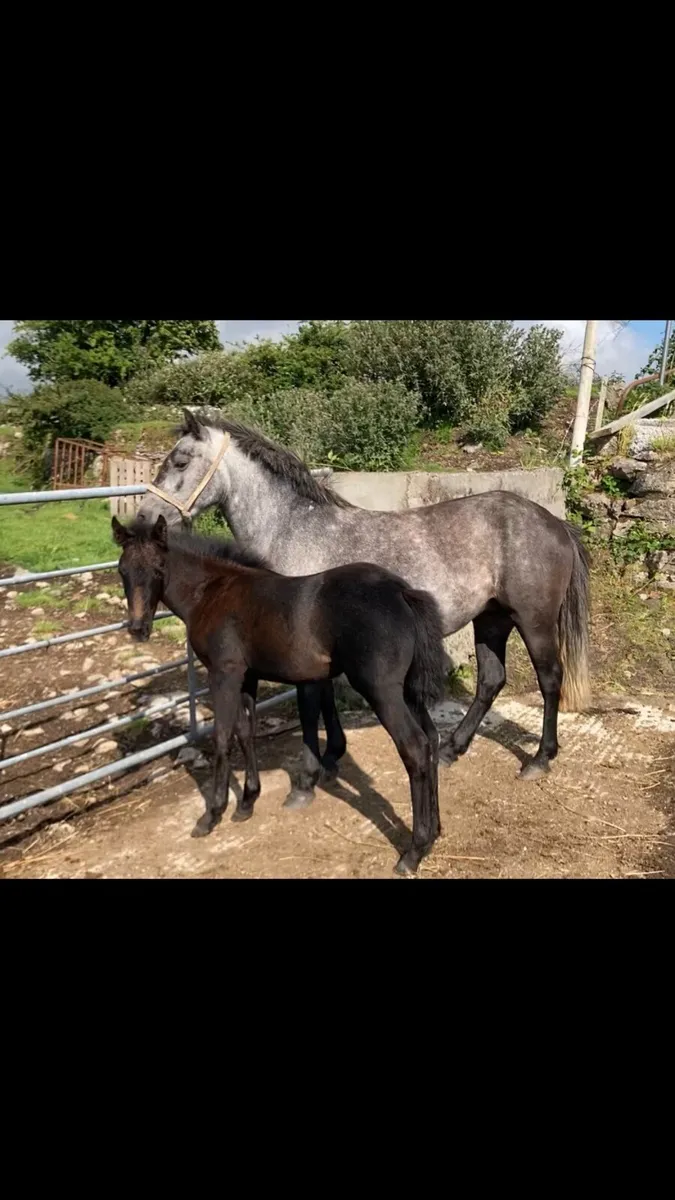 connemara yearling filly - Image 4