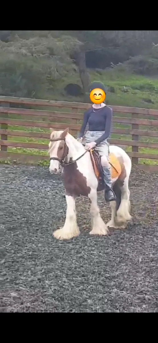 Lovely gelding very quiet - Image 2