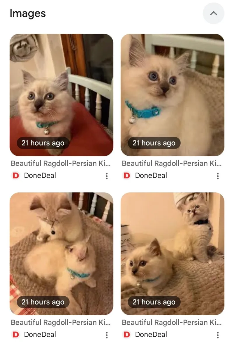 Looking for Kittens – Persian/Ragdoll