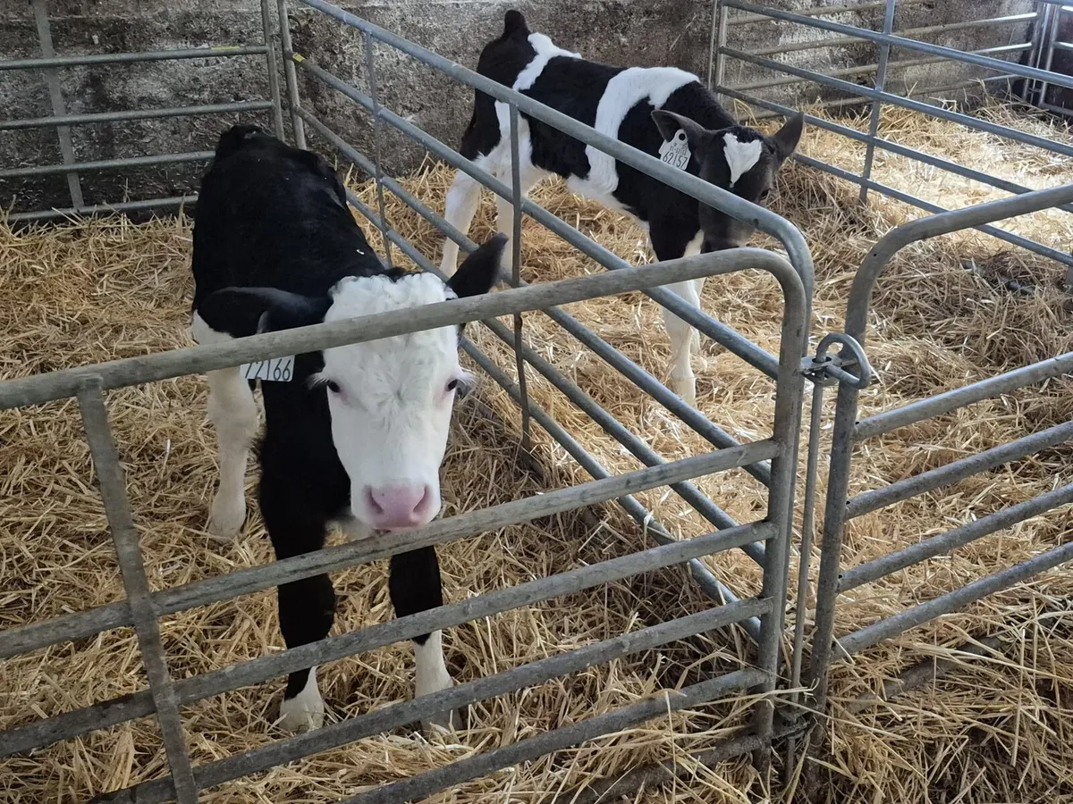 Calves - Image 4