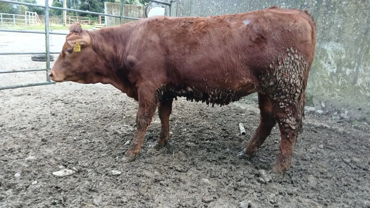 Super 5 STAR heifer - Image 4