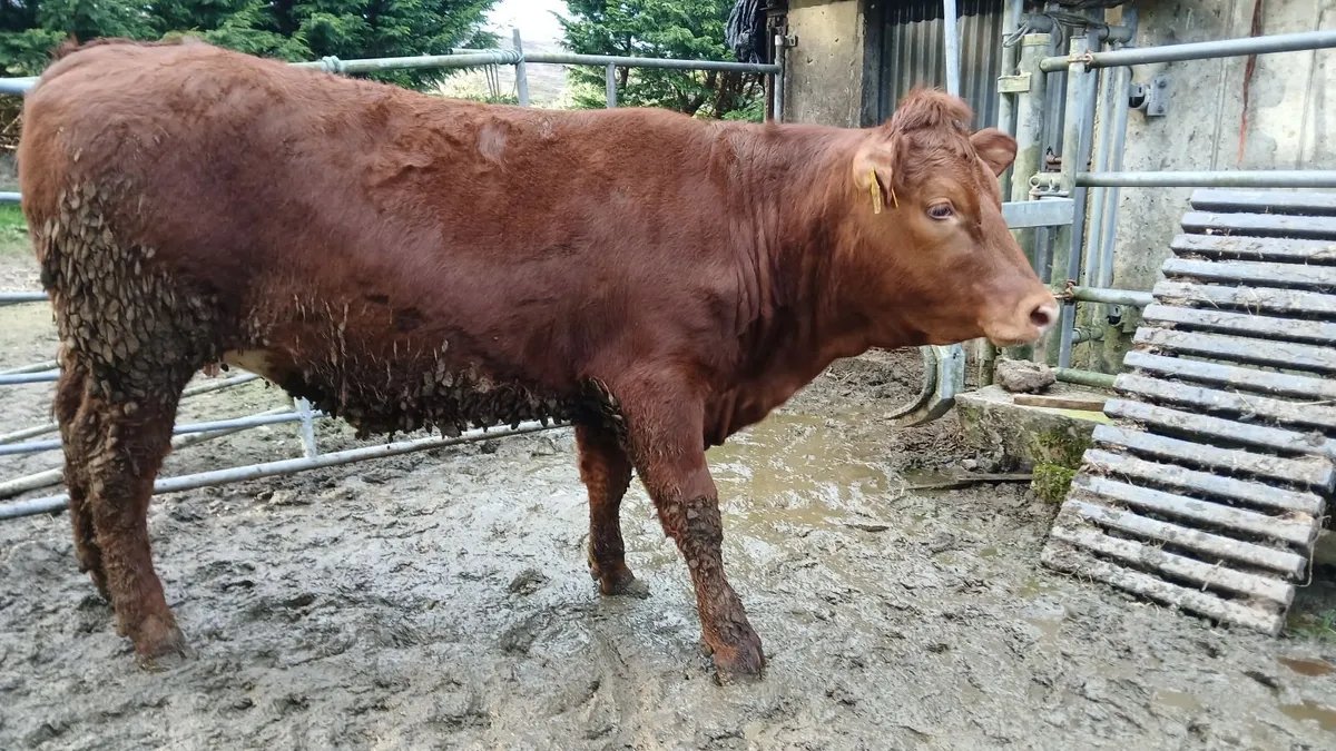 Super 5 STAR heifer - Image 4