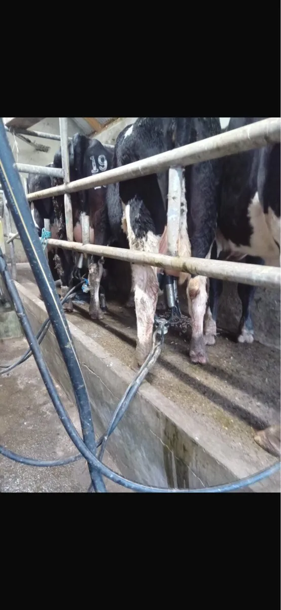 2 first calf FR HF - Image 1