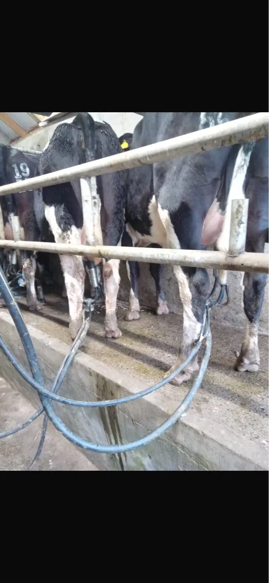 2 first calf FR HF - Image 2