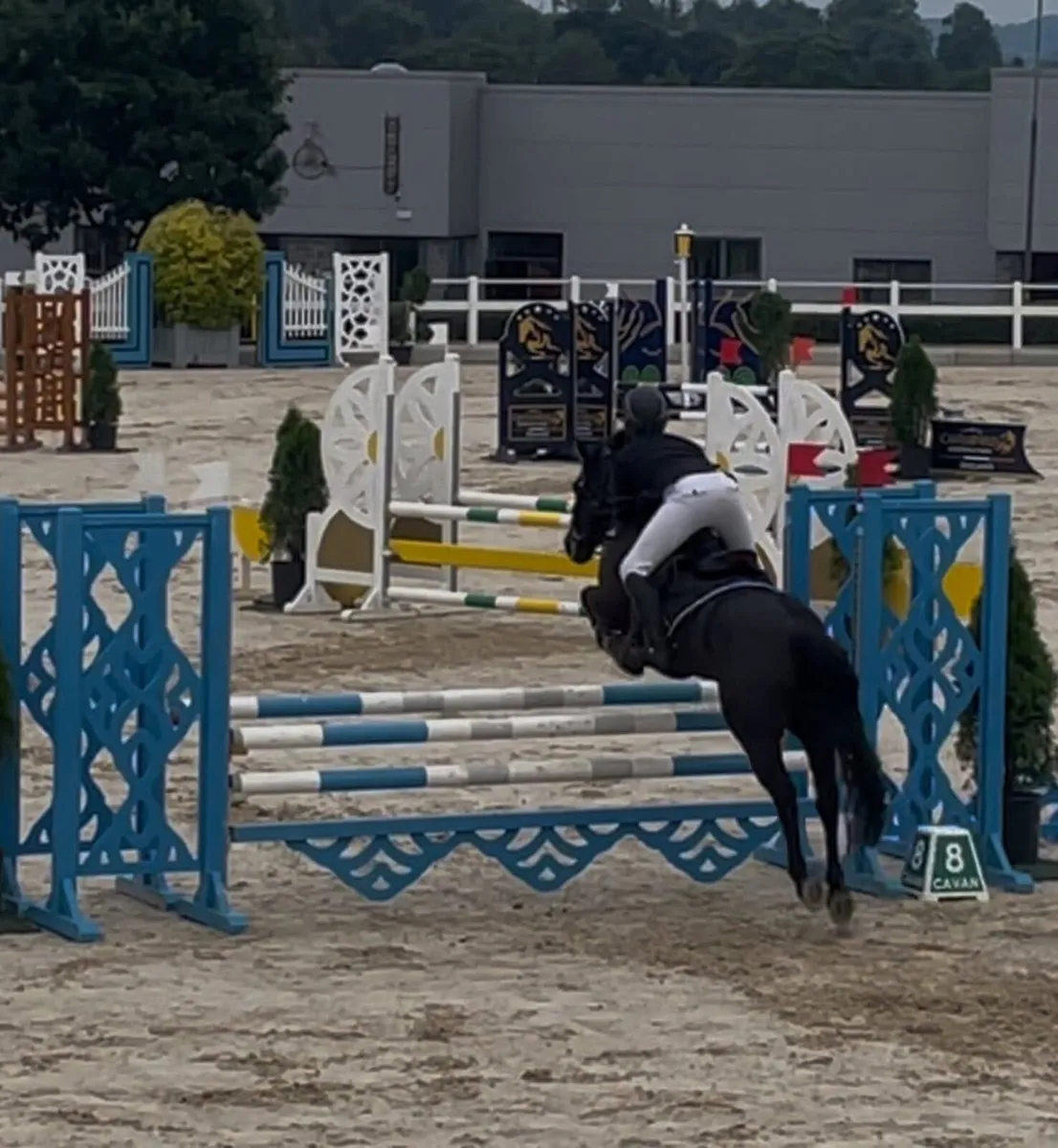 128 SJI schoolmaster / working hunter - Image 1