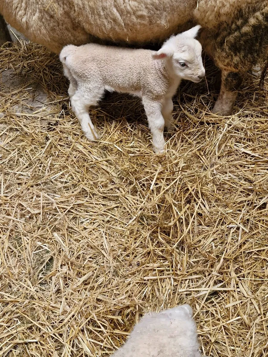 Pet Lamb - Image 1