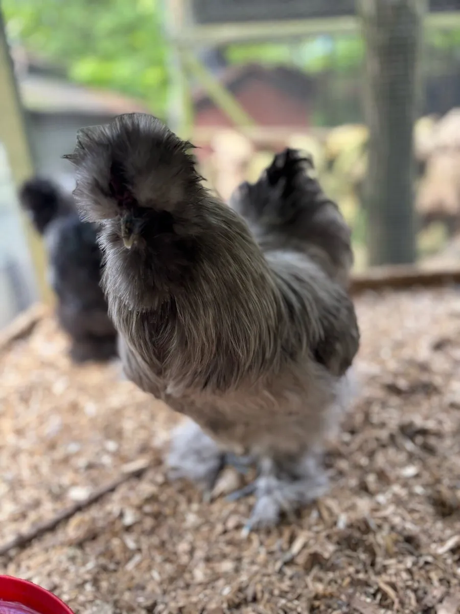 Hatching Eggs - Image 2