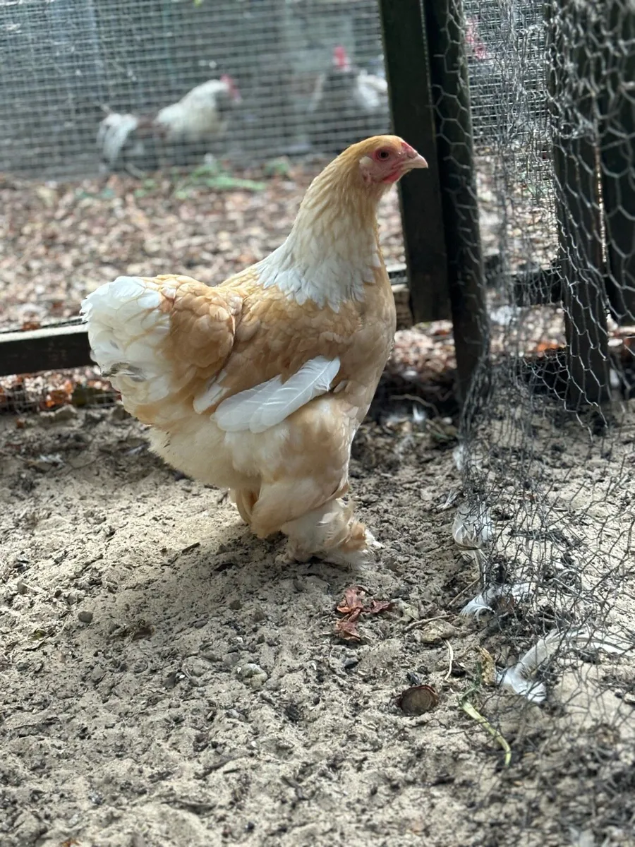 Hatching Eggs - Image 4