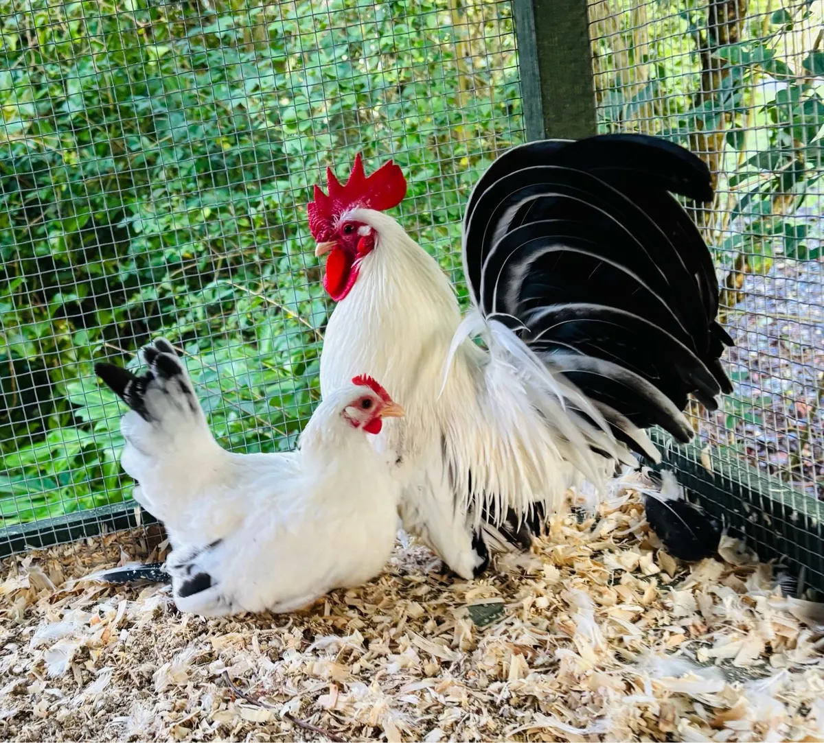 Hatching Eggs - Image 1